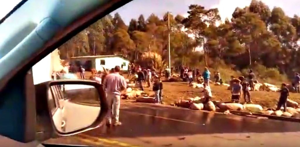 Carreta de Ibicaré tomba na BR-153 e carga de suínos vivos é saqueada