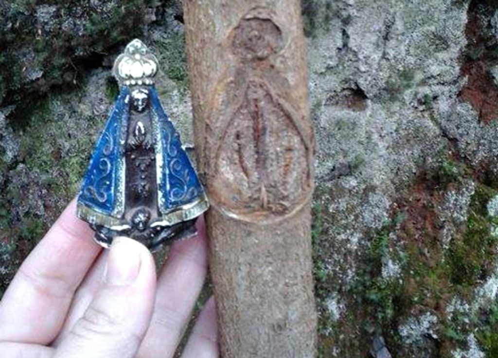 Imagem que se assemelha a de Nossa Senhora aparece em árvore