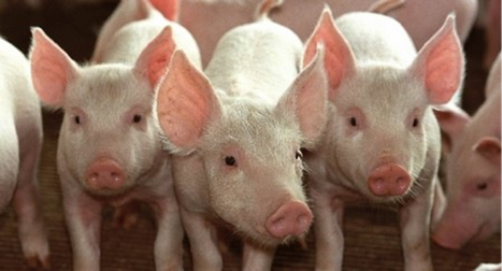 Governo do Estado prorroga redução do ICMS para comercialização de suínos vivos