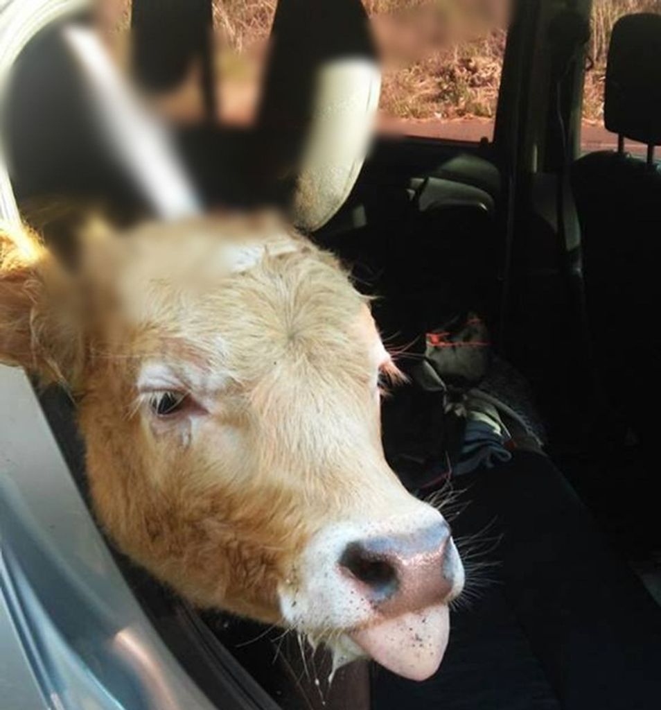 Polícia flagra terneiro roubado sendo transportado dentro de carro. Animal tinha uma faca cravada na cabeça