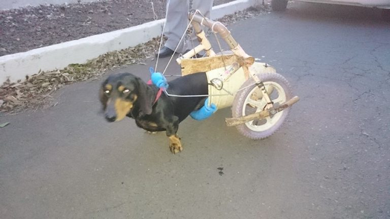 Morador de Joaçaba construiu cadeirinha para o cão e evitou que ele fosse sacrificado