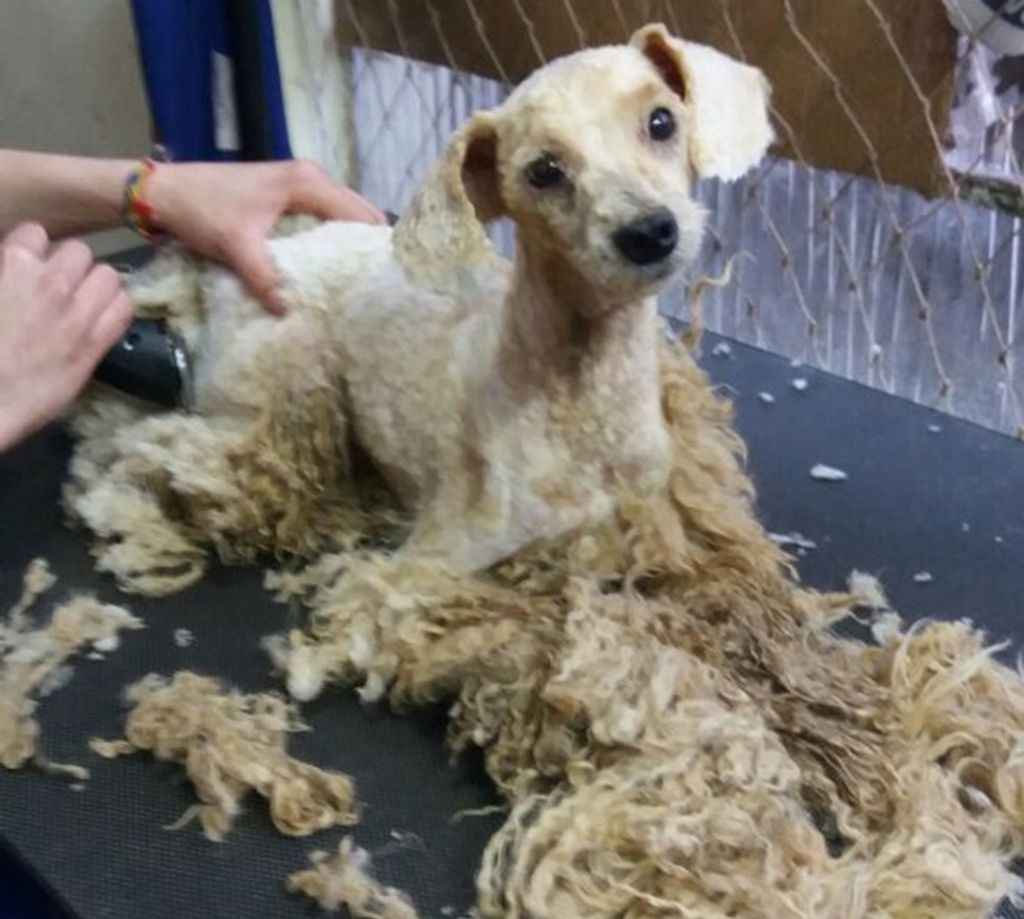 Foto do antes e depois de cachorro chama atenção na internet