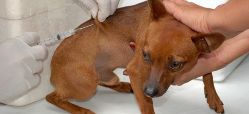 Jaborá inicia a segunda etapa da vacinação contra a Raiva