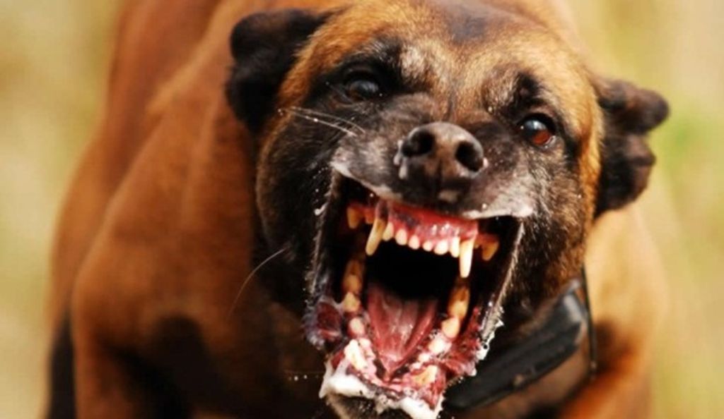 Exclusivo – Caso de Raiva Canina é descoberto em Jaborá