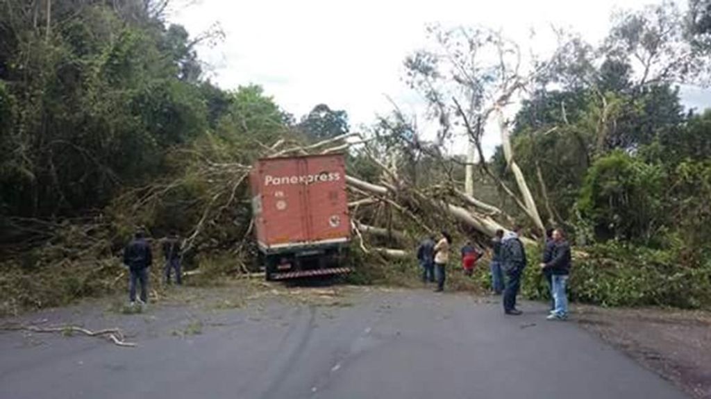 Árvore cai sobre caminhão e motorista morre