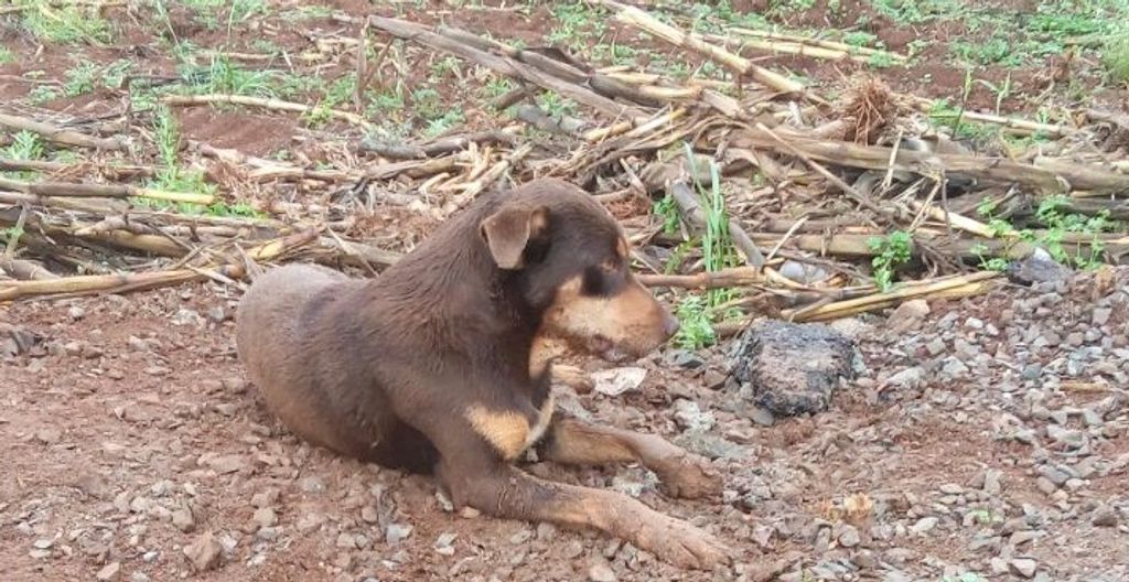 Vigilância tenta identificar a origem do cachorro que teve a raiva