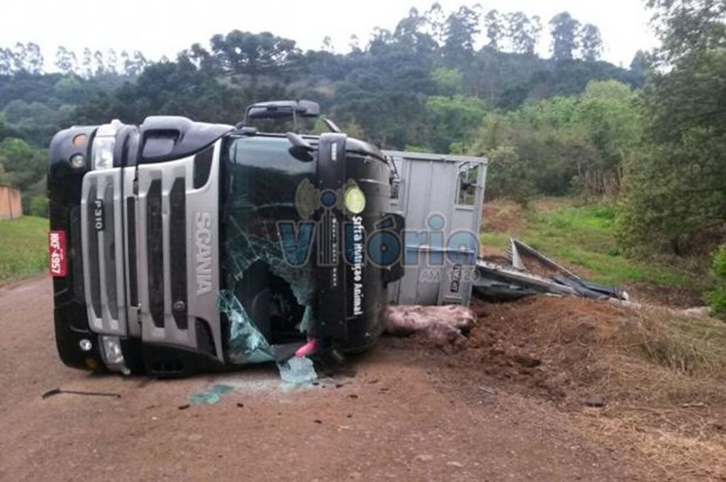 Caminhão carregado de porcos tomba no interior de Iomerê