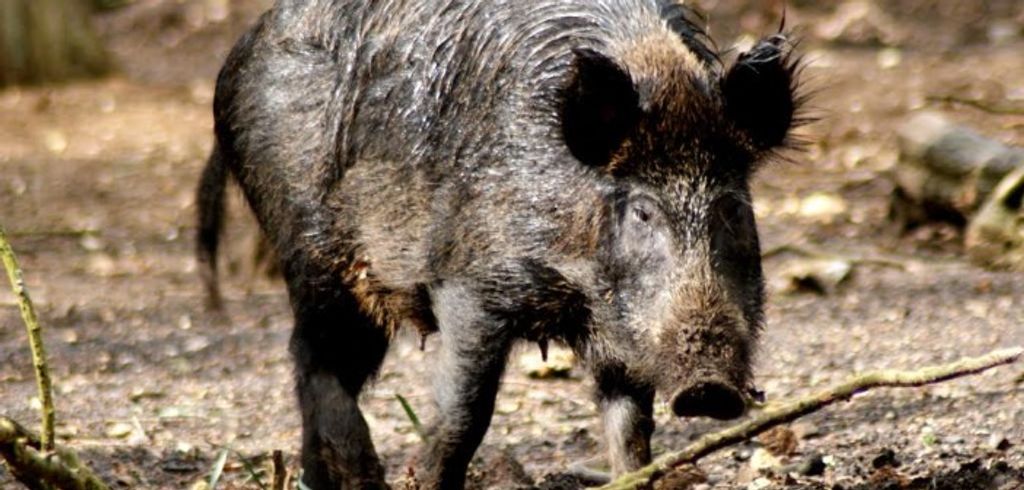 Faesc apoia consulta pública sobre controle de javalis em SC e no país