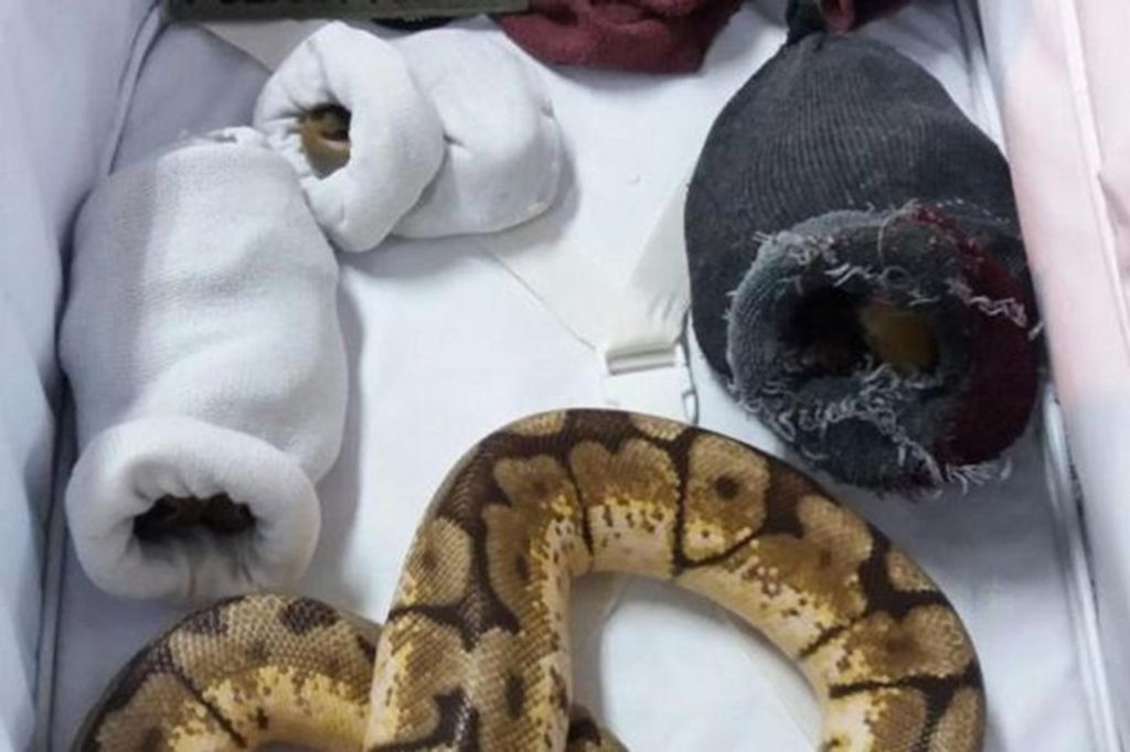 Homem é flagrado transportando sete serpentes exóticas dentro de mala