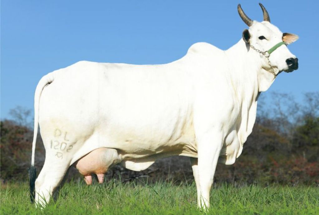 Proprietário oferece recompensa para quem encontrar cabeças de gado que foram furtadas