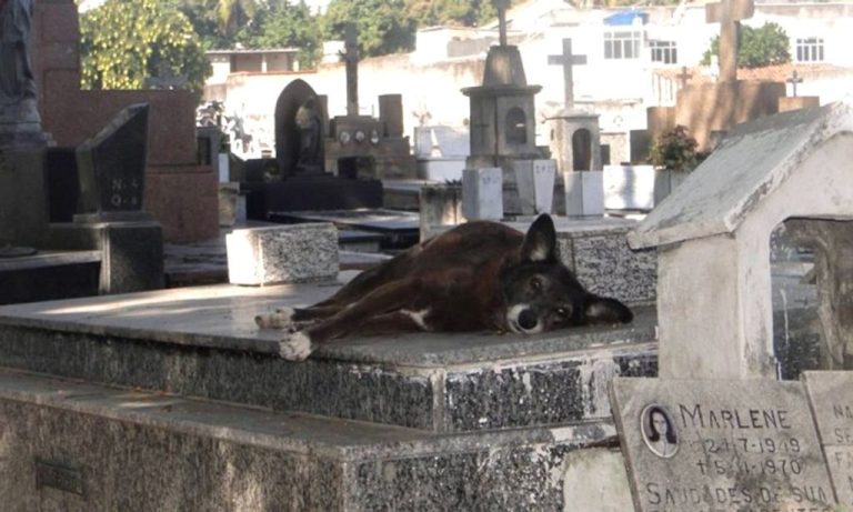 Município catarinense aprova projeto para sepultar animais com donos