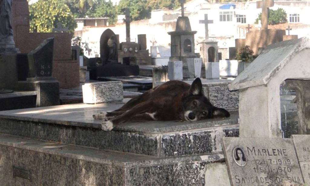 Município catarinense aprova projeto para sepultar animais com donos