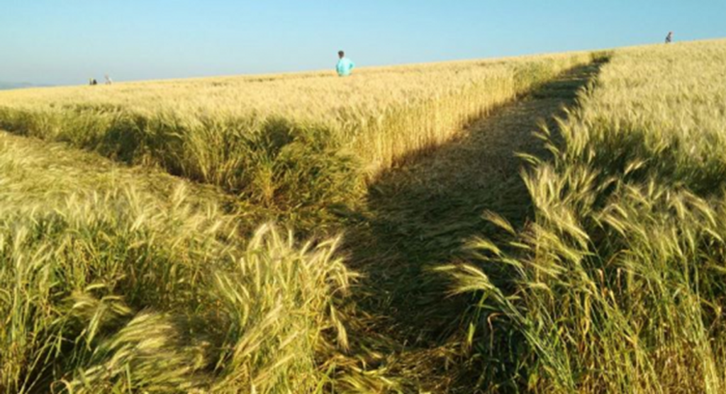 Ufólogo explica aparecimentos de agroglifos em Ipuaçu