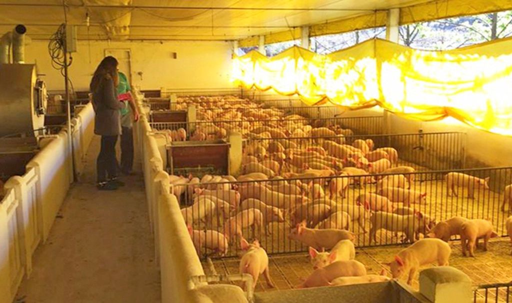 Diplomados da Unoesc criam software que controla indicadores de produtividade para suinocultores