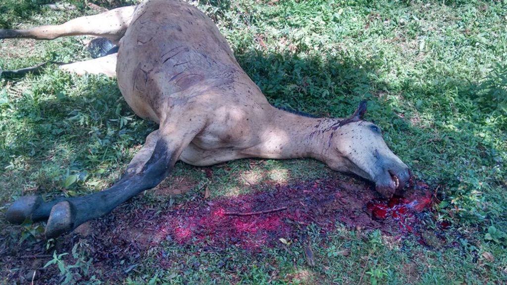 Égua é morta a pauladas em Catanduvas