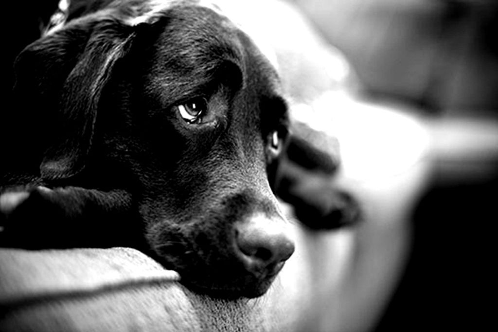 Por falta de recursos, Voluntários Amigos dos Animais encerram as atividades