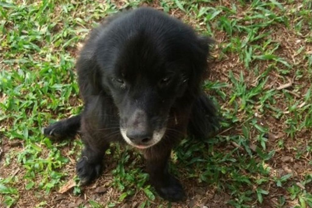 Cão que desapareceu durante tornado volta para casa quase dois anos depois em SC