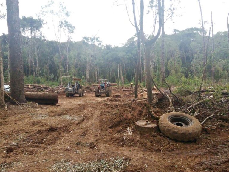 Polícia Militar Ambiental realiza operação contra corte de Araucarias em Campos Novos