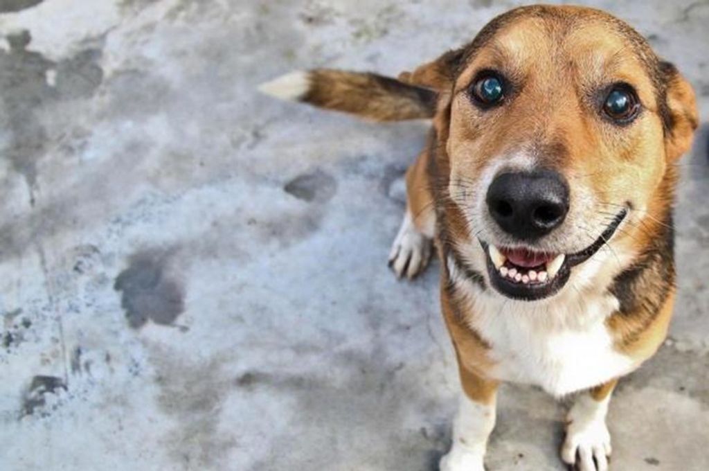 Feira de Adoção de animais acontece neste sábado, 25, em Joaçaba