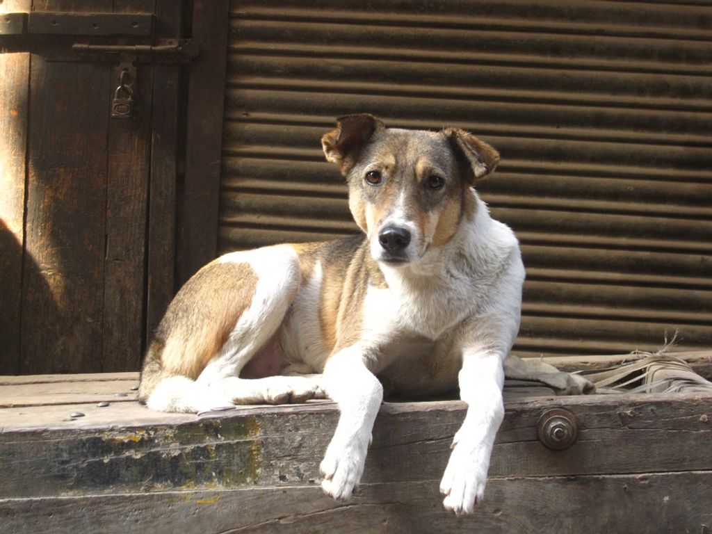 Após polêmica, prefeitura de Jaborá se manifesta sobre lei de controle populacional de animais