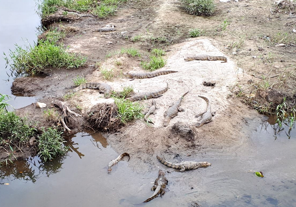 Após chuva intensa, bombeiros atenderam pelo menos 15 ocorrências envolvendo jacarés em Florianópolis