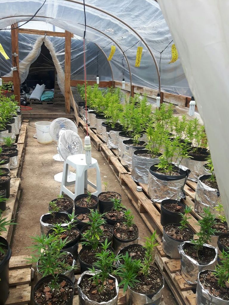 Bombeiros descobrem plantação de maconha em ‘centro de reabilitação’ para usuários de droga no Paraná