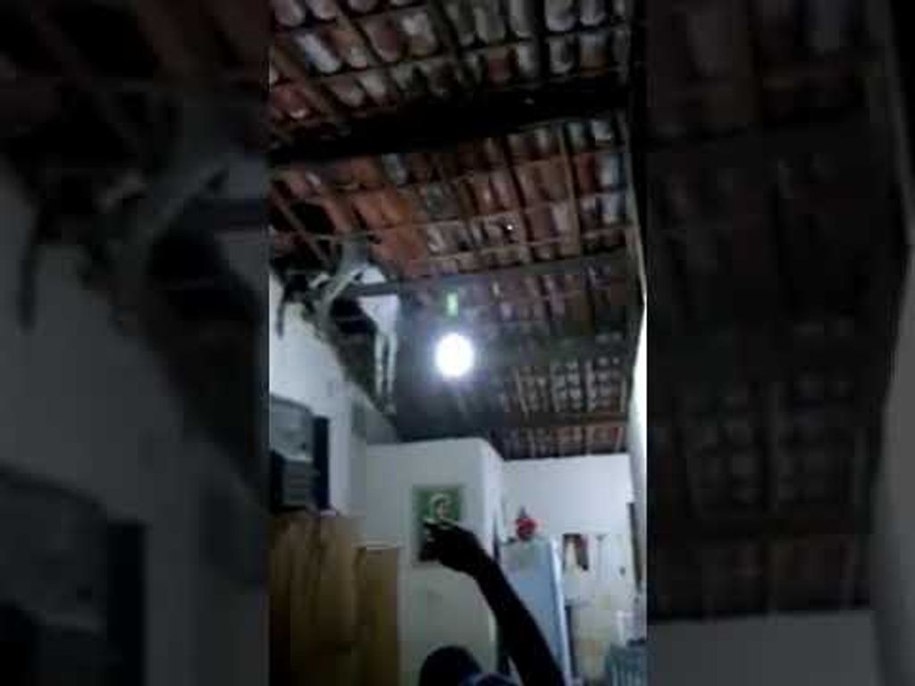Assista! Jumento sobe em telhado e cai dentro de casa na Paraíba