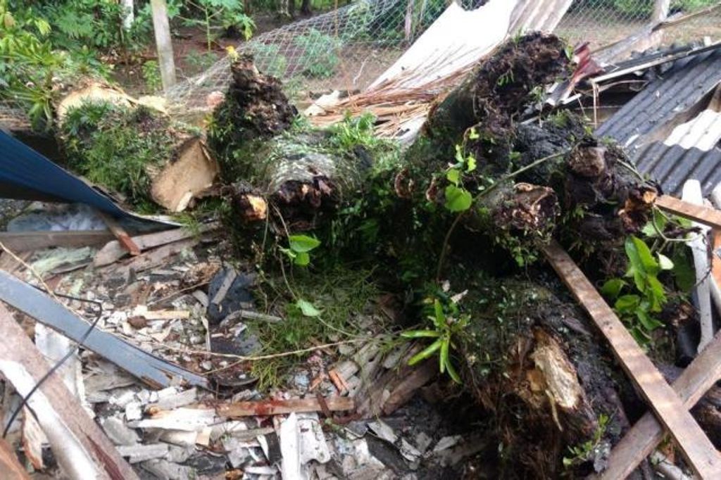 Menina de 8 anos morre após árvore cair sobre ela em São João Batista