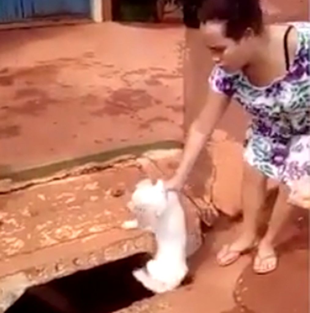 Mulher  é flagrada em vídeo jogando cachorro em bueiro em Goiás