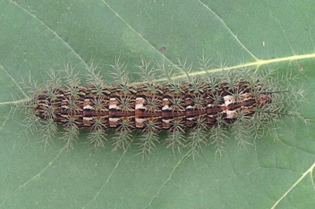 Acidentes com taturanas geram alerta em cidades do Oeste
