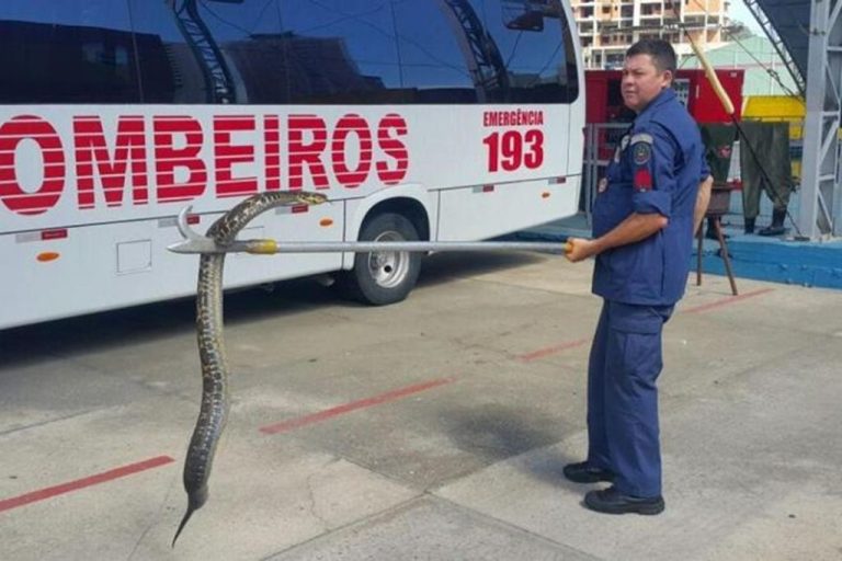 Bombeiros capturam víbora de 1,60 metro em universidade de Itajaí