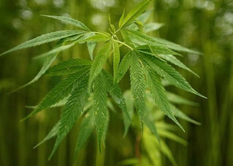 Legalização da maconha não diminuiu tráfico no Uruguai