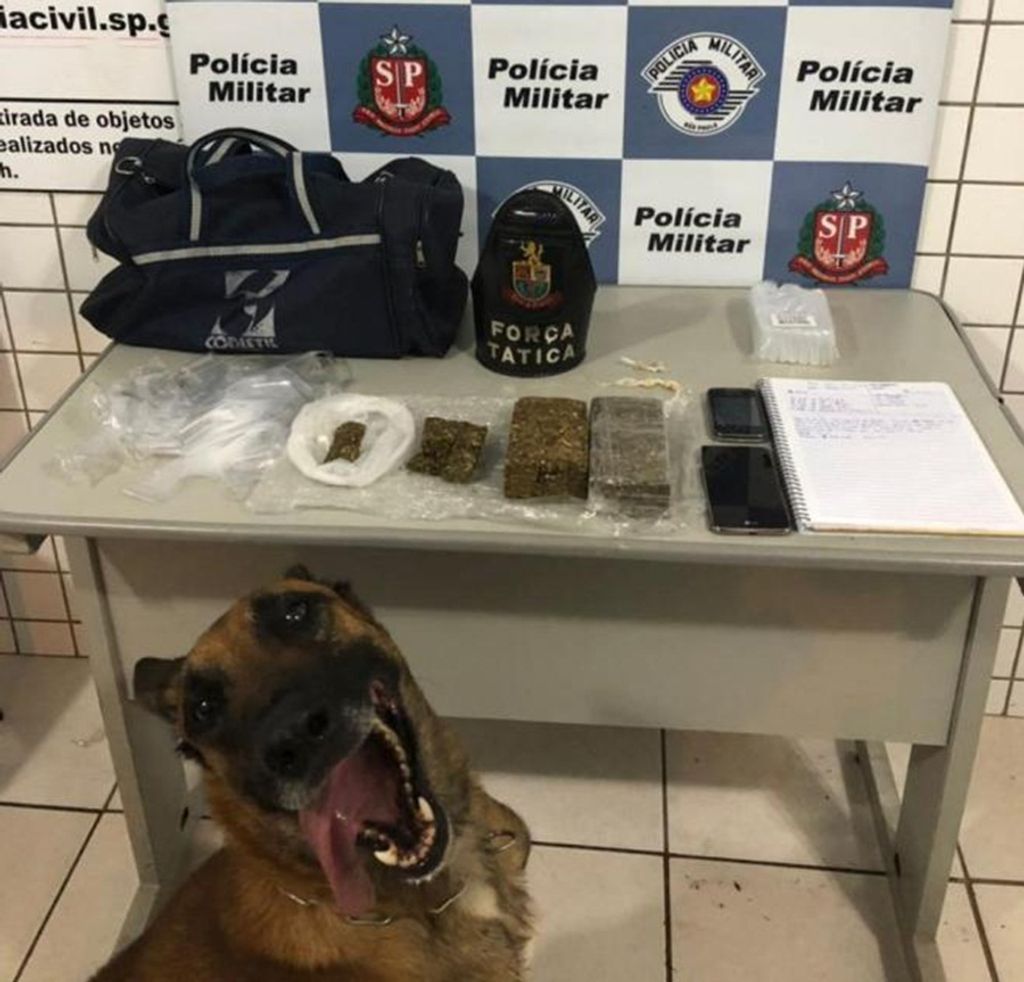 Cão da polícia “sorri” em foto após apreensão de drogas