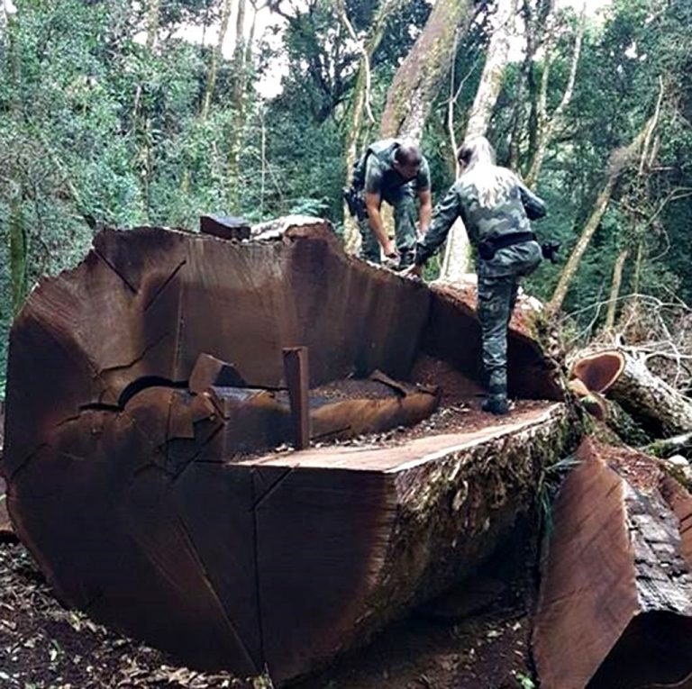 Imbuia centenária é derrubada de forma criminosa em Vargem Bonita