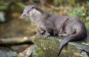 Lontra aparece no Rio do Tigre no centro de Joaçaba
