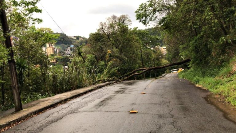 Vento forte derruba árvore e obstrui rua em Joaçaba