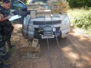 Polícia Ambiental de Joaçaba faz apreensões de animais silvestres em Brunópolis