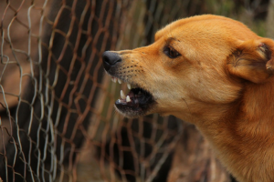 Processo que tramitou na comarca de Joaçaba indeniza mulher que foi mordida por cão da vizinha