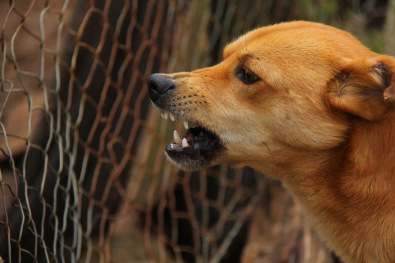 Processo que tramitou na comarca de Joaçaba indeniza mulher que foi mordida por cão da vizinha