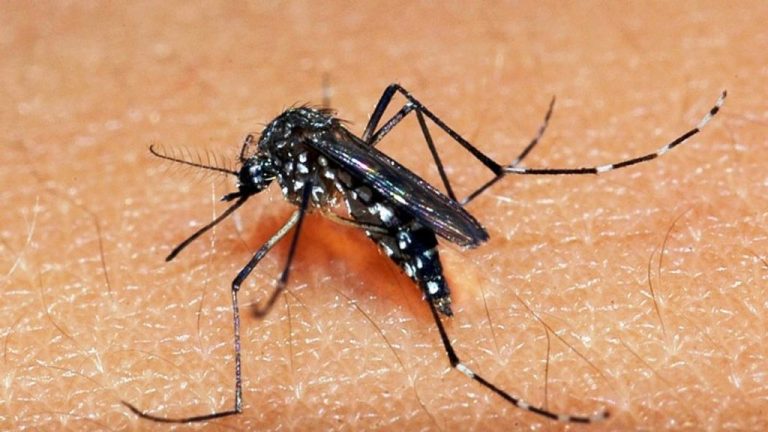 Santa Catarina tem regiões com alto risco de transmissão da dengue, zika e chikugunya