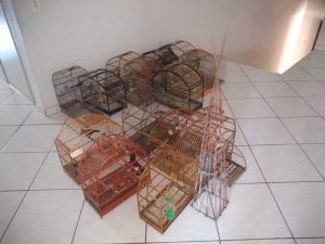 Polícia Militar Ambiental apreende pássaros silvestres e armadilha em Campos Novos
