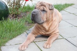 TJ mantém condenação de entregador de gás que furtou cão no Meio Oeste