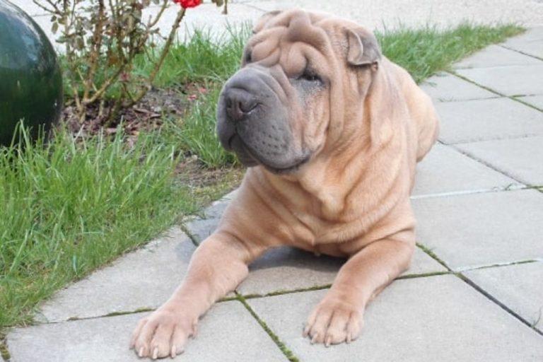 TJ mantém condenação de entregador de gás que furtou cão no Meio Oeste