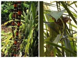 PMA alerta sobre aparecimento de cobras em casas de Joaçaba