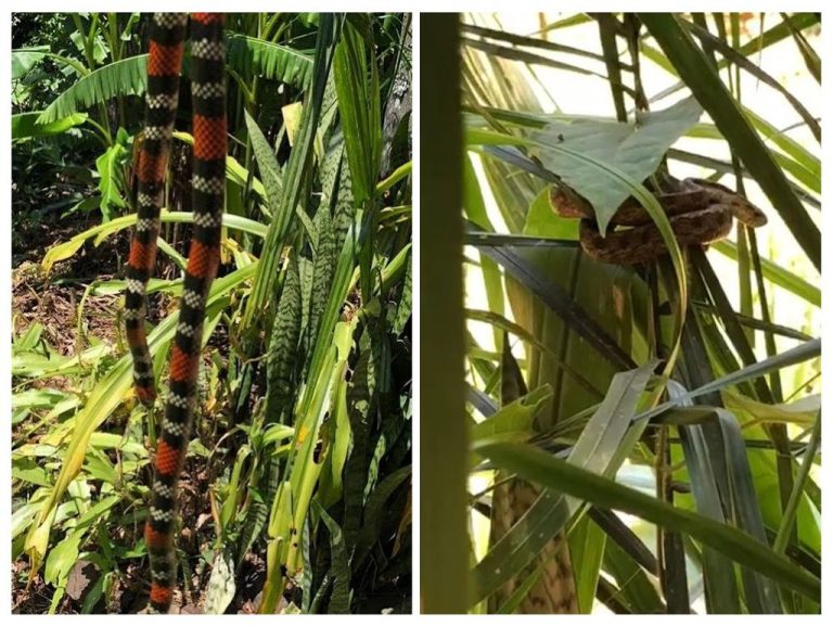 PMA alerta sobre aparecimento de cobras em casas de Joaçaba