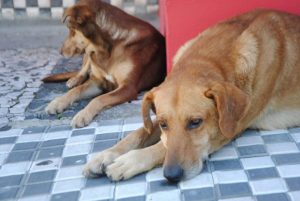 Delegacia virtual começa a registrar boletins de ocorrências de maus-tratos contra animais