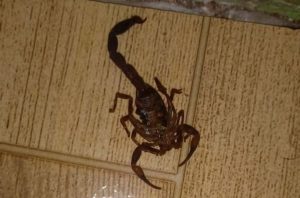 Moradora de Joaçaba encontra escorpião no banheiro de sua casa