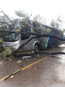 Ônibus bate em árvore que estava caída no meio da pista