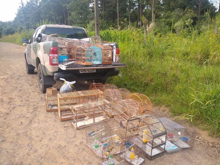 Polícia Militar Ambiental apreende 40 pássaros silvestres mantidos em cativeiro irregular