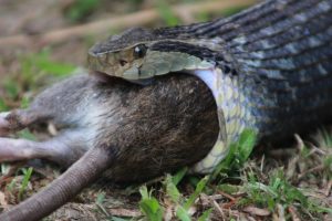 Jararaca é flagrada devorando rato antes de ser capturada em SC